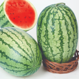 F1 Hybrid watermelon Zebra king