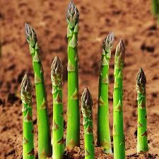 Global Asparagus Vegetable Seeds