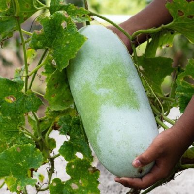 Global Hybrid Ash Gourd Seeds