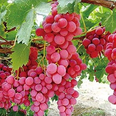 Global Miniature Red Grapes