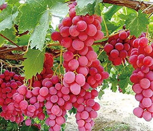 Global Miniature Red Grapes