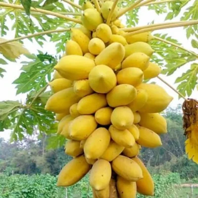 Global Yellow Papaya