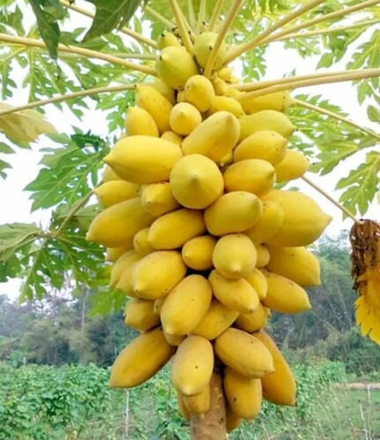 Global Yellow Papaya