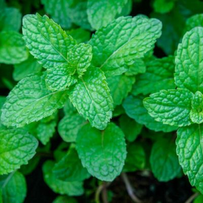 Global Pudina / Mint Vegetable Seeds