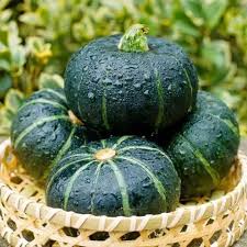 Green Sweet Pumpkin Organic Seeds
