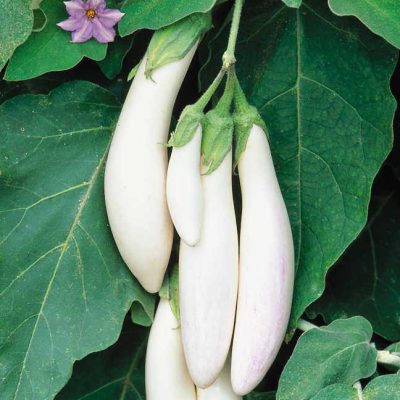 Hybrid Egg White Plant