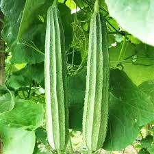 Hybrid Ridge Gourd