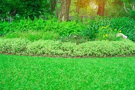 Lawn Carpet Grass Seeds