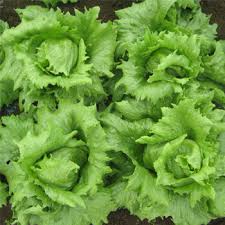 Lettuce Tropical Seeds