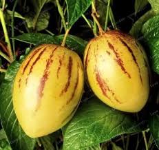 Mini Sweet Melon seeds bonsai