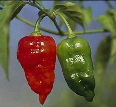 Naga Bombay Chilli Seeds