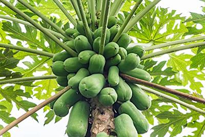 Organic Bonsai Papaya seeds