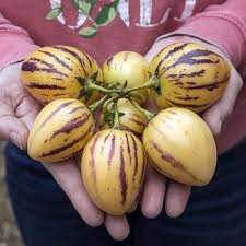 Pepino melon pear
