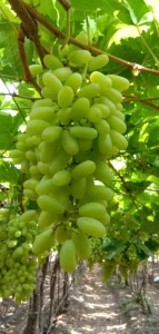 Sweet Sonaka Grape Seeds