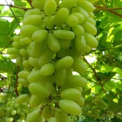 Sweet Sonaka Grape Seeds