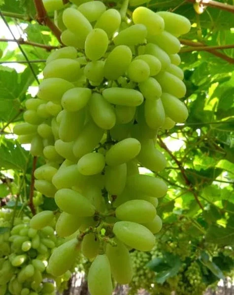 Sweet Sonaka Grape Seeds