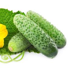 Tangshan Autumn Melon Cucumber
