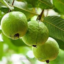 Thai Guava