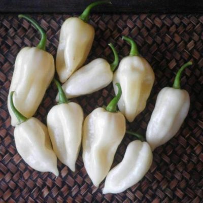 White Chilli Reaper