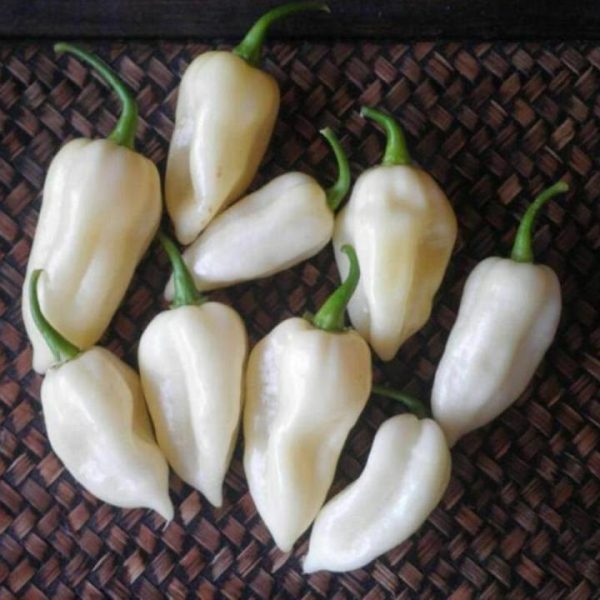 White Chilli Reaper