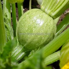 Zucchini Courgette Squash Round Vegetable