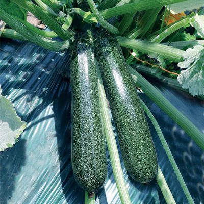 korean squash