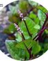 100 pcs Poi Vegetable Seeds (পুঁই শাক)