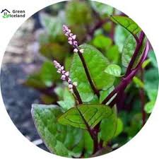 100 pcs Poi Vegetable Seeds (পুঁই শাক)