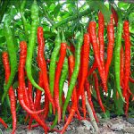 20 Pcs Red Pepper Seeds (Long Chilli)