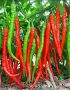 20 Pcs Red Pepper Seeds (Long Chilli)