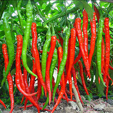 20 Pcs Red Pepper Seeds (Long Chilli)