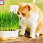 2000 Pcs Cat Grass Bonsai Seeds (Lemongrass)
