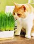 2000 Pcs Cat Grass Bonsai Seeds (Lemongrass)