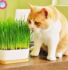2000 Pcs Cat Grass Bonsai Seeds (Lemongrass)