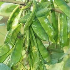 All Season Organic Kerala Bean (10 pcs)