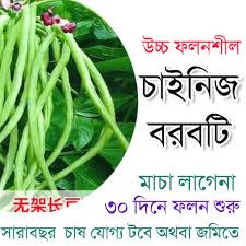 Borboti Seed 20 seeds (খাটো জাত)