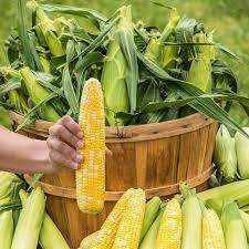 Buttergold All Season Sweet Corn (30 seeds)