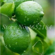 Deshi Choto Lemon Seeds (10 pcs)