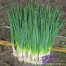 Deshi Organic Onion Seeds (50 pcs)
