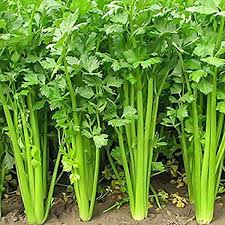 Europe Celery Semente 50pcs