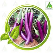 F1 Hybrid Long Brinjal Seeds (25 seeds)