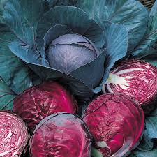 F1 Hybrid Red Cabbage Seeds (20 pcs)