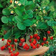 Four Seasons Potted Strawberry