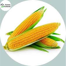 Hybrid Corn Seeds (50 pcs)