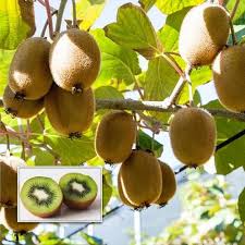 Hybrid Kiwi (কিউই) Fruit Seeds (30 pcs)