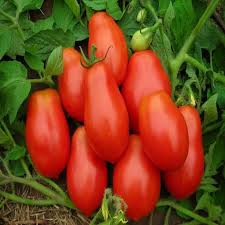Hybrid Long ROMA Tomato Seeds