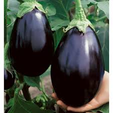 Indoor & Outdoor Black Eggplant (20 pcs)
