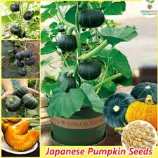 Japanese Mini Pumpkin Seeds