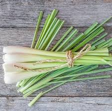 Lemon Grass Seeds
