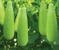 Organic Hajari Bottle Gourd Seed (10 pcs)